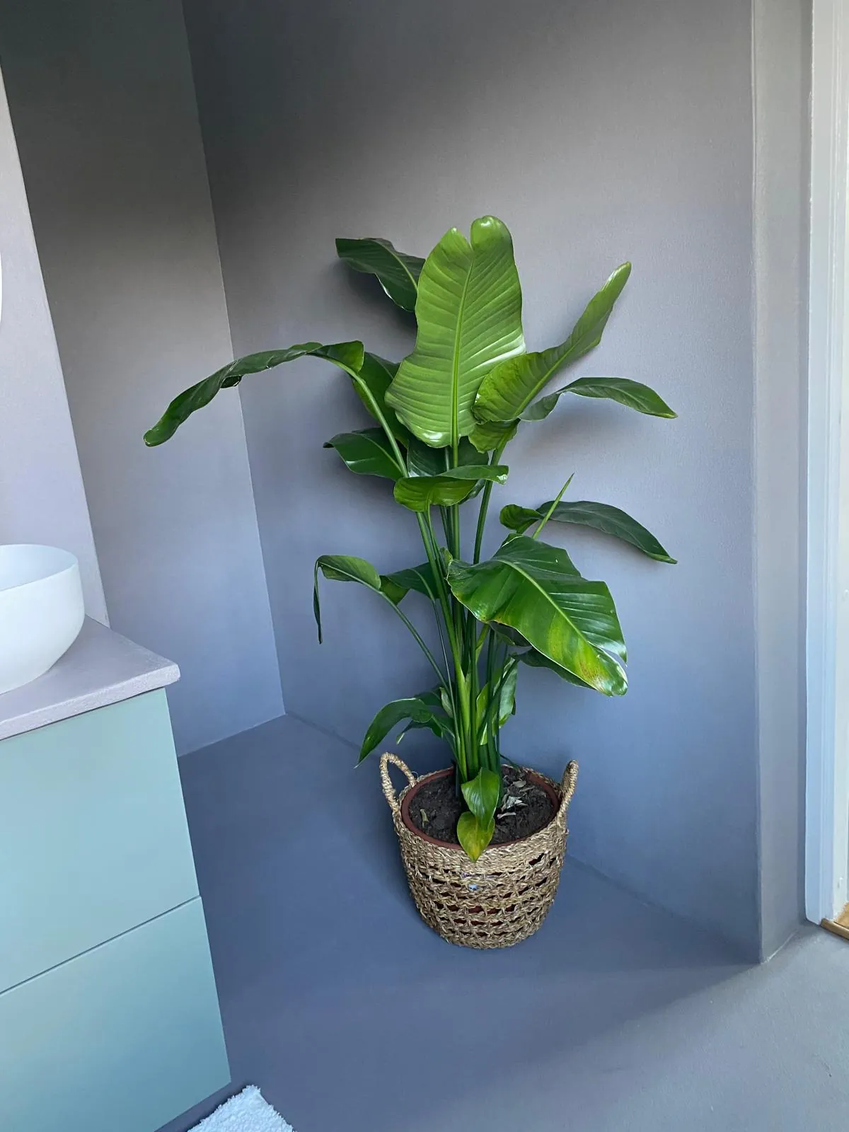 Grå vegger og gulv uten fuger, med en stor plante i hjørnet.